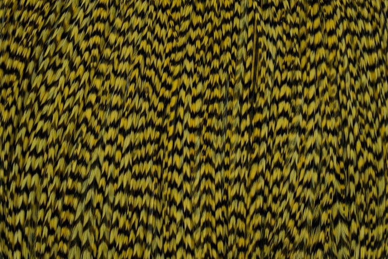 Whiting Silver Cape Grizzly dyed Golden Straw view 1