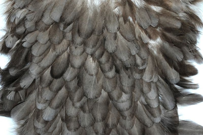 American Hen Saddle Dark Dun view 1
