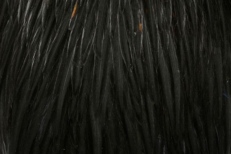 American Rooster Cape Black