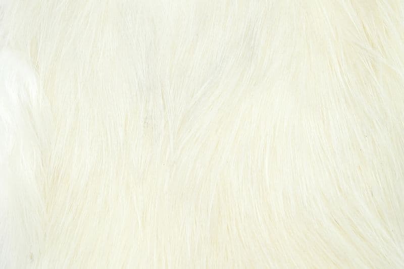 Spey Hackle Hen Cape White