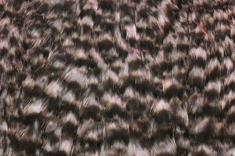 American Hen Cape Grizzly dyed Shell Pink view 1