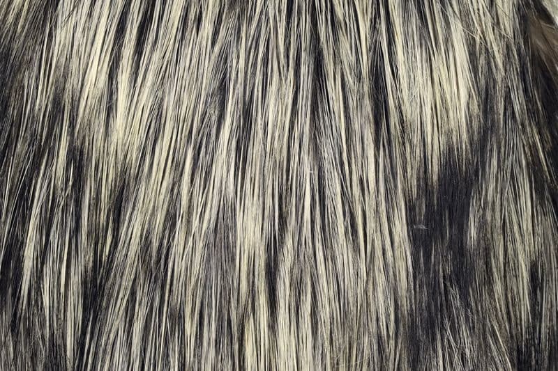 Spey Hackle Rooster Cape Bronze Unique Variant