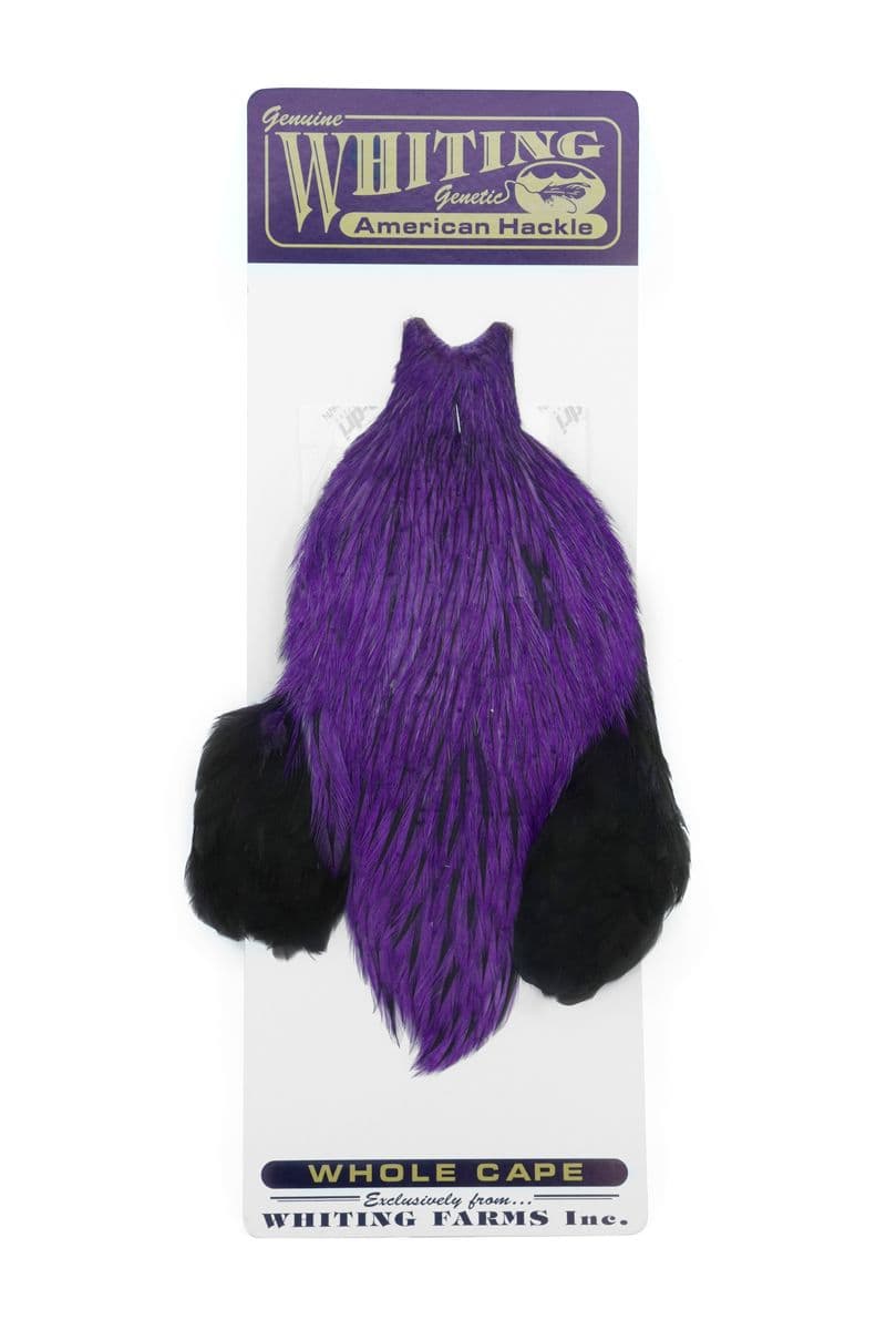American Rooster Cape Badger dyed Purple view 3