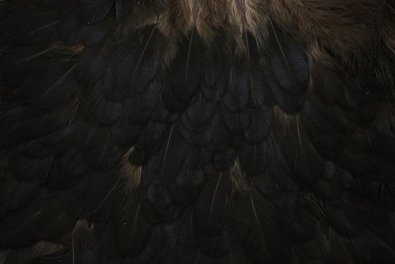 American Hen Saddle Black view 1