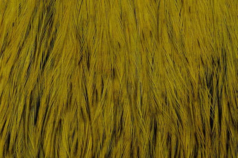 American Rooster Cape BLW dyed Golden Olive view 1
