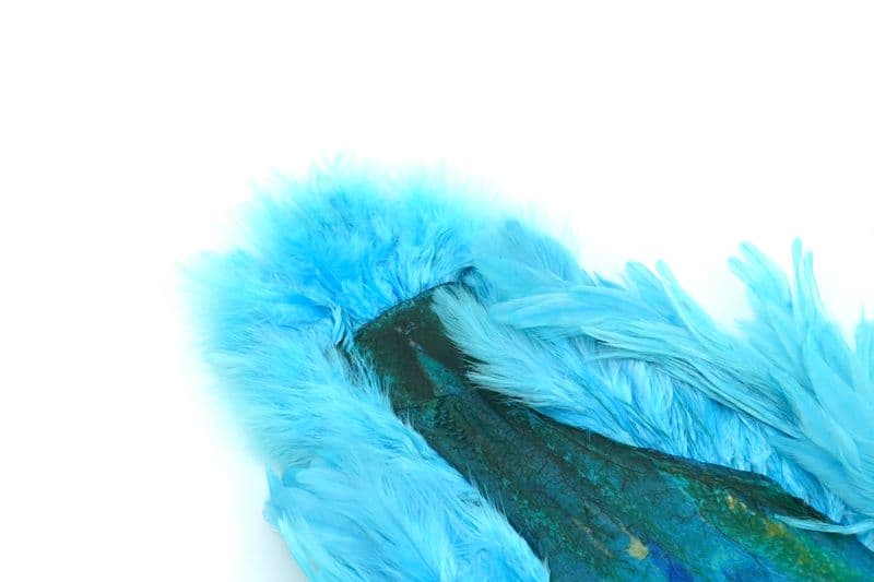 American Hen SH/C White dyed Silver Dr. Blue view 1
