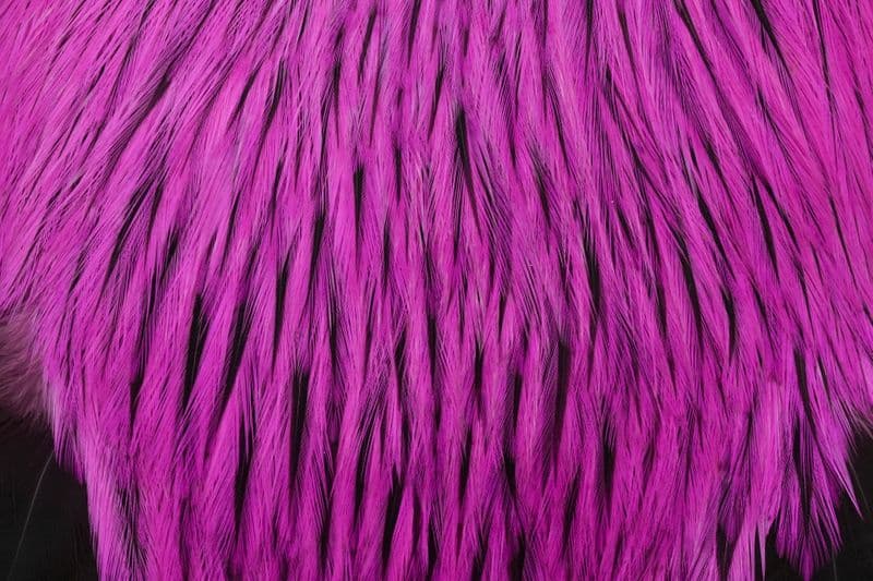 American Rooster Cape Badger dyed Pink view 1