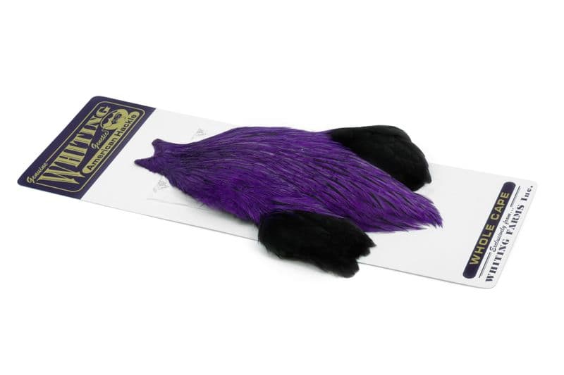 American Rooster Cape Badger dyed Purple view 2