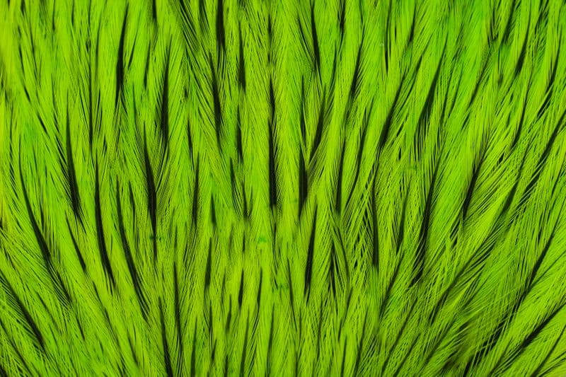 Brahma Rooster Cape Badger dyed Fl Green Chartr