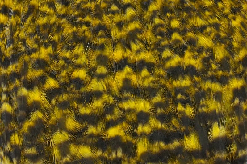 American Hen Cape Grizzly dyed Yellow view 1