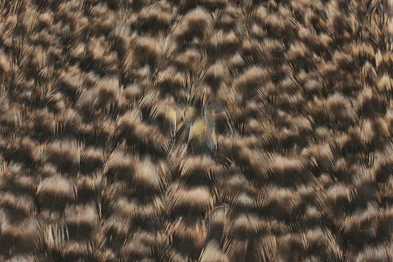 American Hen Cape Grizzly dyed Tan view 1