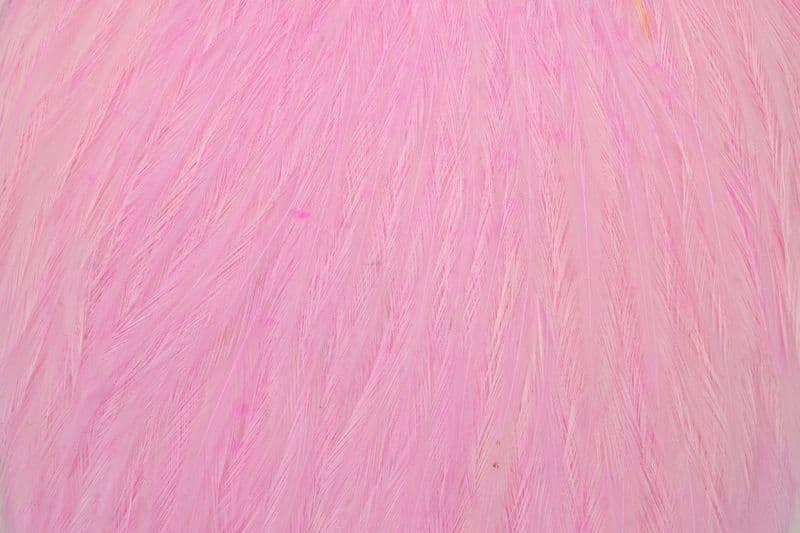 American Rooster Cape White dyed Shell Pink view 1