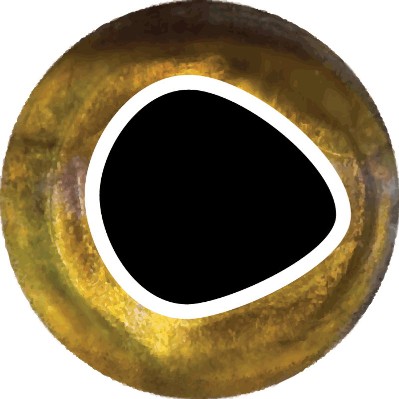 Cool Eyes Golden 3mm