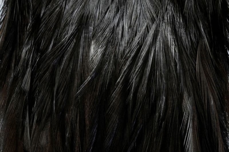 Coq de Leon Silver Saddle Black