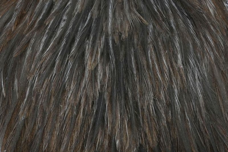 American Rooster Cape Natural Dark Dun