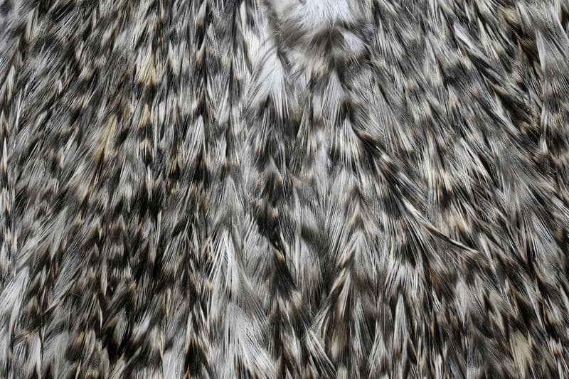 Coq de Leon Silver Saddle Grizzly