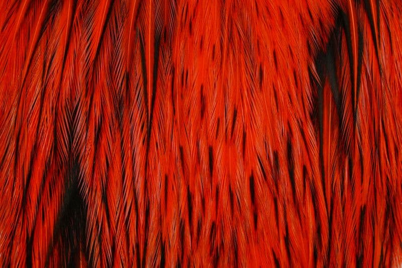 American Rooster Cape BLW dyed Orange view 1