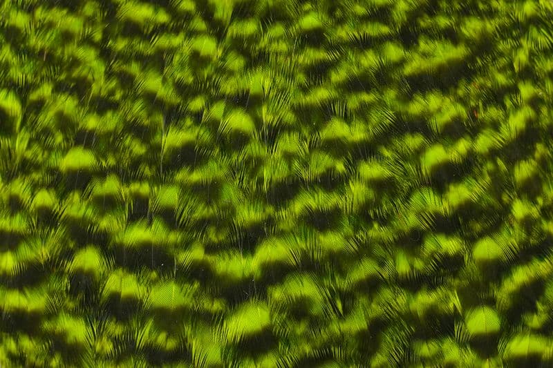 American Hen Cape Grizzly dyed Fl. Green Chartreuse view 1