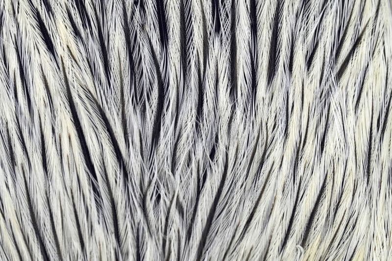 Brahma Rooster Cape Silver Badger
