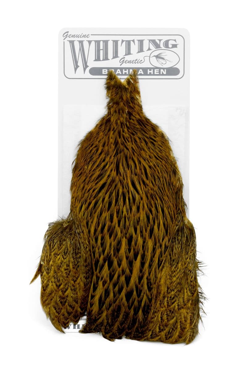 Brahma Hen Cape Badger dyed Golden Olive view 3