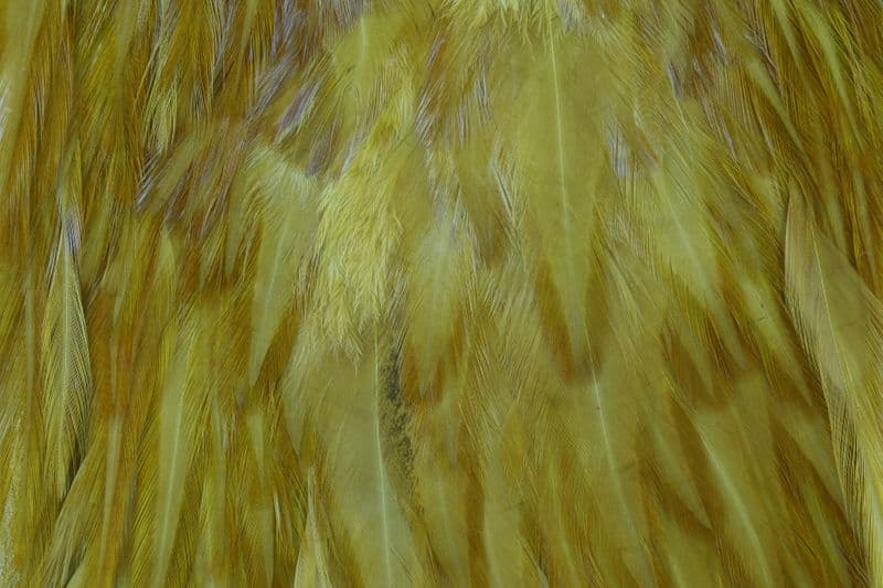 American Rooster Saddle White dyed Golden Olive view 1