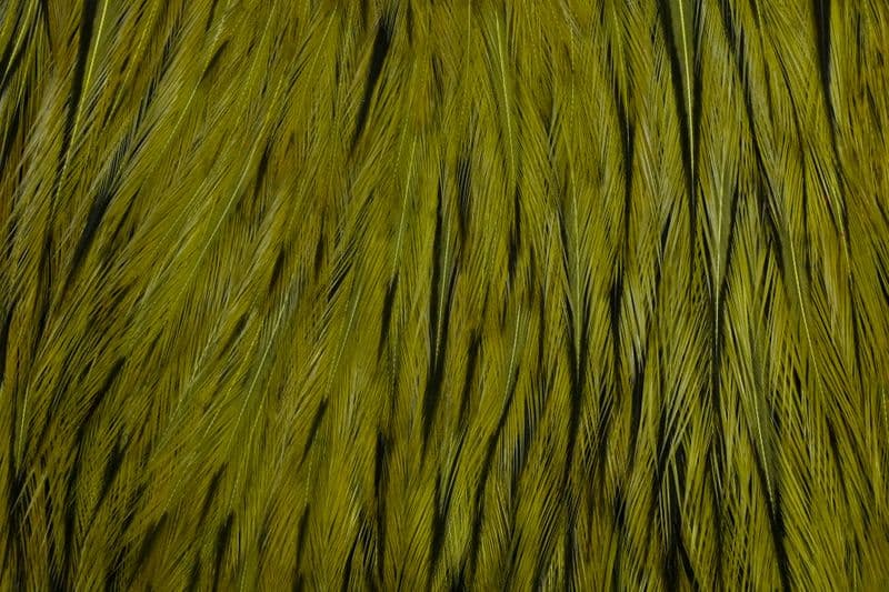 American Rooster Cape BLW dyed Dark Olive view 1