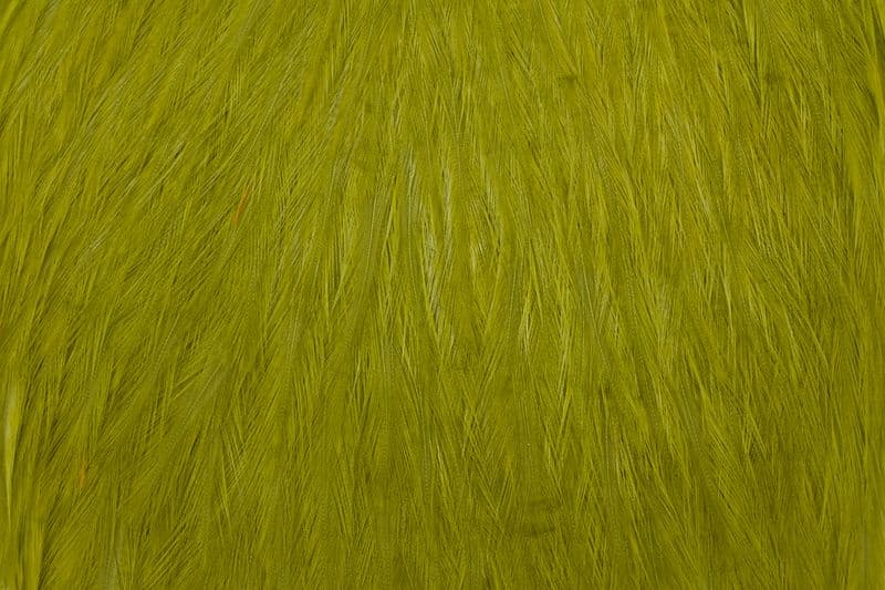 American Rooster Cape White dyed Olive view 1