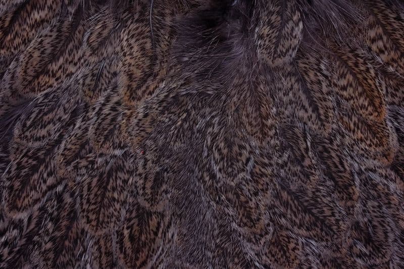 Coq De Leon Hen SH/C Brown Speckled view 1