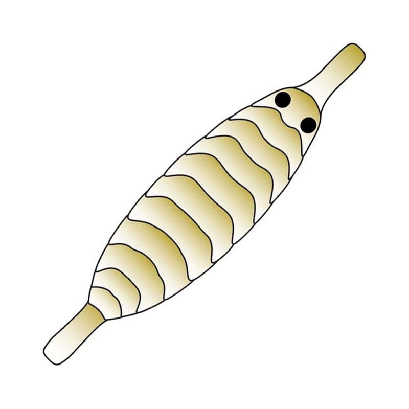 Gammarus Shell Back Olive view 2