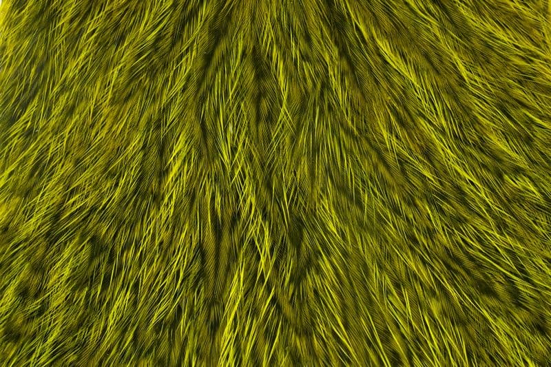 Coq de Leon Hen Cape Speckled dyed Fl. Yellow Chartreuse view 1