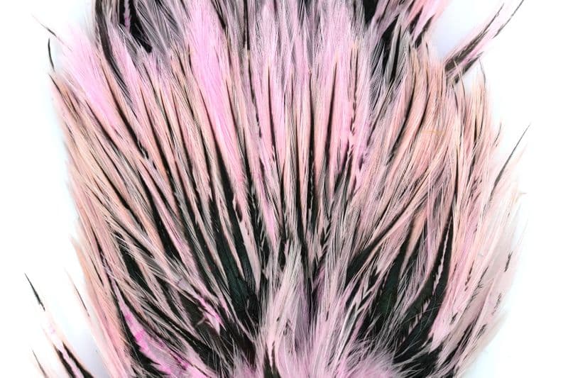 American Streamer Pack Black laced White dyed Shell Pink view 1