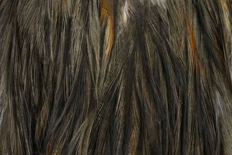 Coq de Leon Bronze Saddle Natural Dun view 1