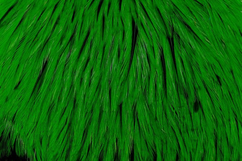 American Rooster Cape Badger dyed Highlander Green view 1