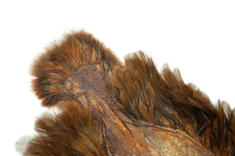 Brahma Hen SH/C Mottled Grey dyed Natural Brown view 1