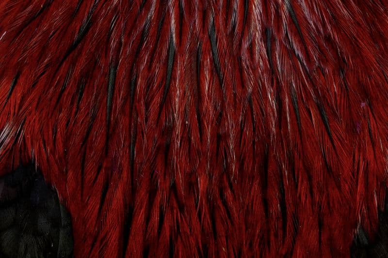 American Rooster Cape Badger dyed Fiery Brown view 1
