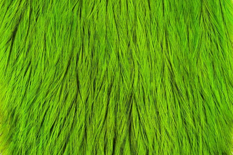 Coq de Leon Cape Badger dyed Fl. Grn Chartr.