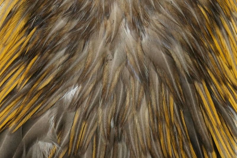 American Rooster Saddle Unique Variant view 1