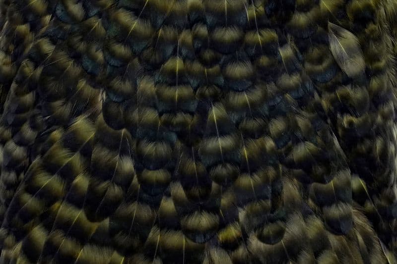 American Hen Saddle Grizzly dyed Dark Olive view 1