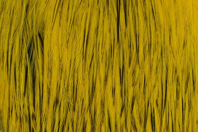 American Rooster Cape BLW dyed Yellow view 1