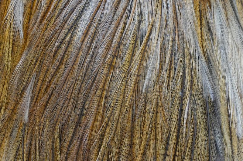 Coq de Leon Silver Saddle Ginger Pardo view 1