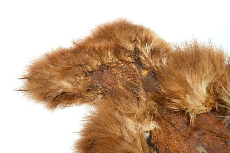 Spey SH/C White dyed Brown view 1