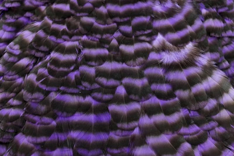 American Hen Saddle Grizzly dyed Purple view 1