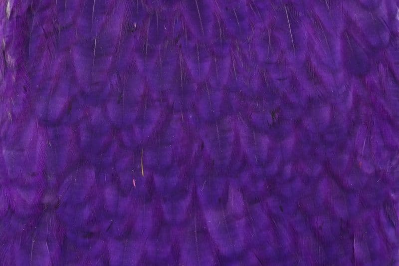 American Hen Cape White dyed Purple view 1