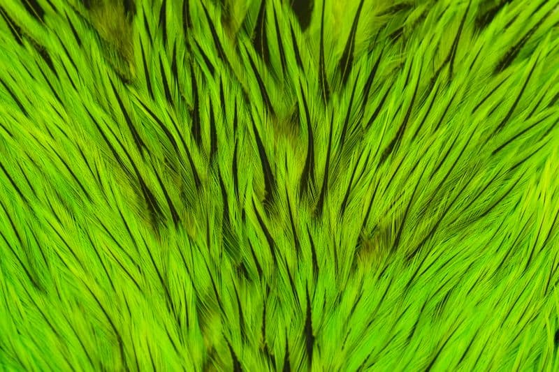 Brahma Rooster Saddle Badger dyed Fl Green Chartr