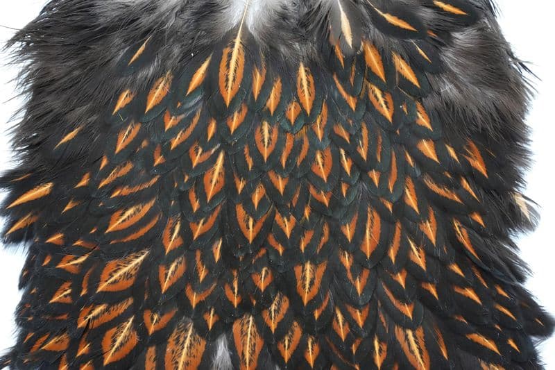 American Hen Saddle Black laced Brown view 1