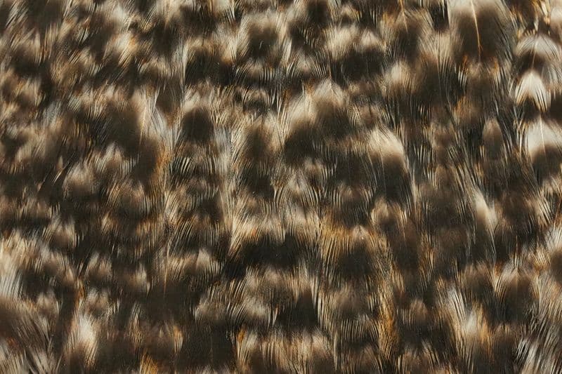 American Hen Cape Grizzly view 1