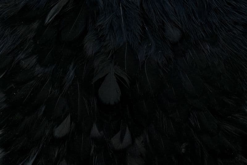 Brahma Hen Saddle Black view 1