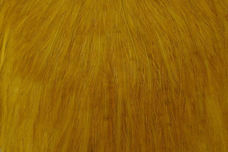 American Rooster Cape White dyed Golden Olive view 1