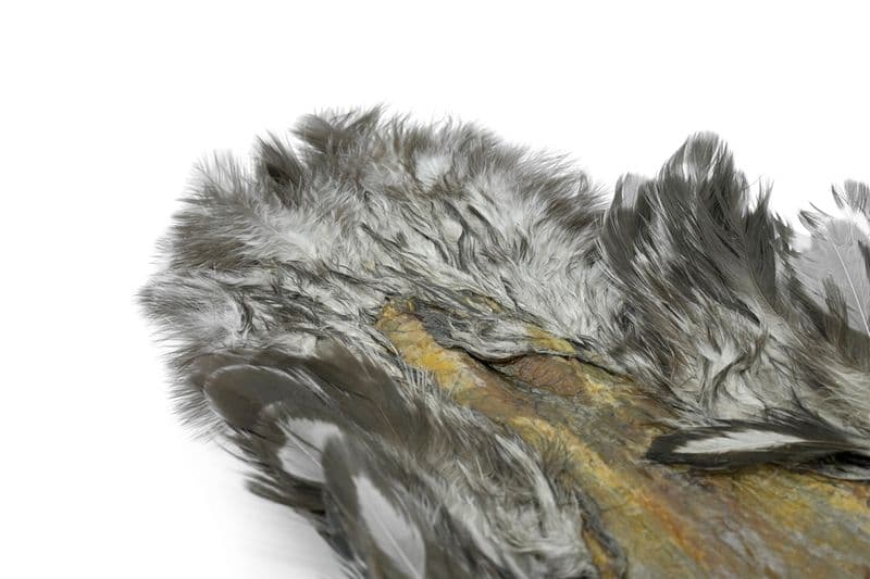 American Hen SH/C BLW dyed Medium Dun view 1