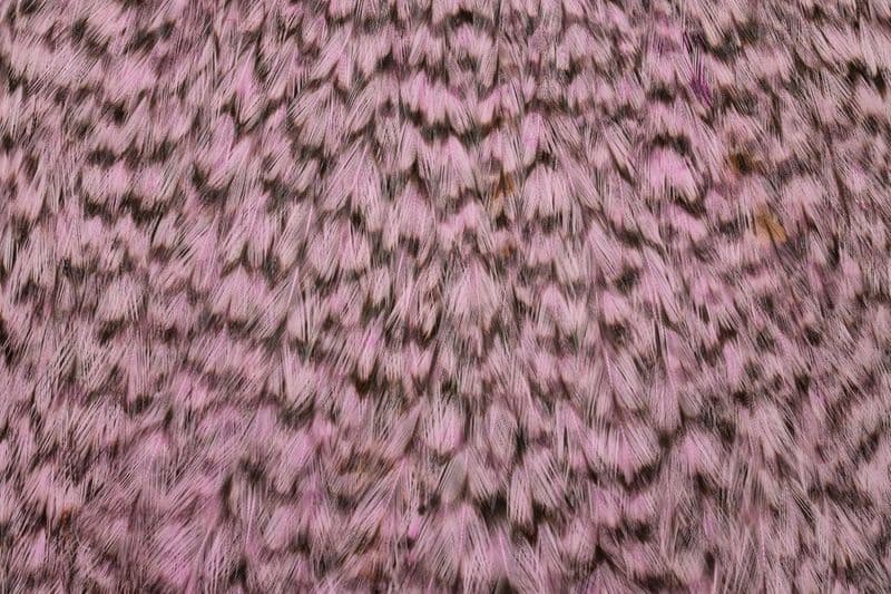 American Rooster Cape Grizzly dyed Shell Pink
